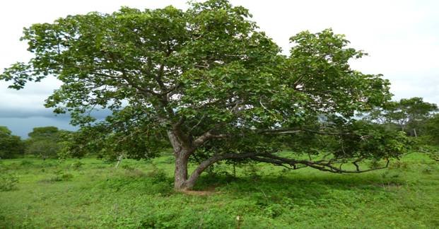 pequizeiro