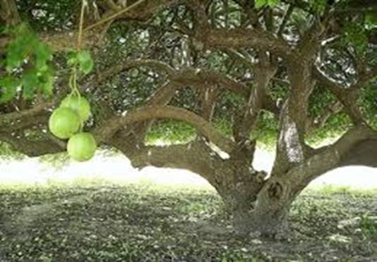 umbuzeiro umbu